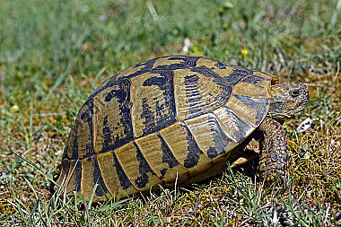 Griechische Landschildkröte