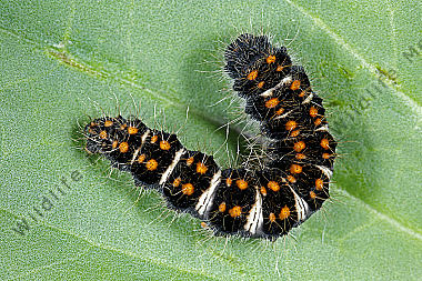Gelber Wiesenspinner halberwachsene Raupe
