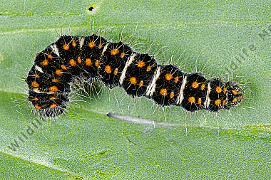 Gelber Wiesenspinner halberwachsene Raupe