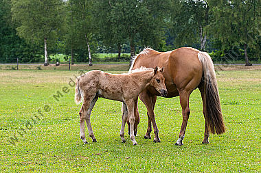 Quater Horse Stute mit Fohlen