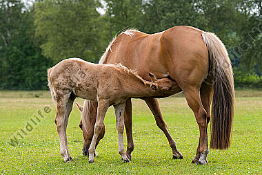 Quater Horse Stute mit Fohlen