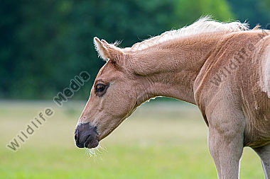 Quarter Horse Fohlen