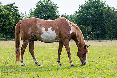 Painz Horse