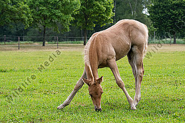 Quarter Horse Fohlen