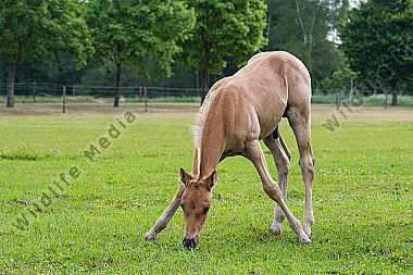 Quarter Horse Fohlen