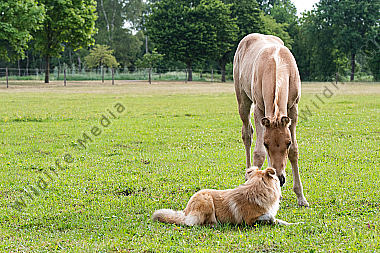 Quarter Horse Fohlen und Shetland Sheepdog
