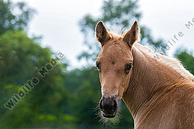 Quarter Horse Fohlen