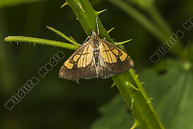 Evergestis limbata in der Aufsicht