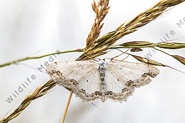 Ein Schmuck-Kleinspanner am Grashalm