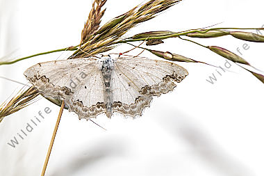 Ein Schmuck-Kleinspanner am Grashalm