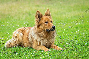 Altdeutscher Hütehund (Harzer Fuchs)