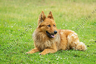 Altdeutscher Hütehund (Harzer Fuchs)