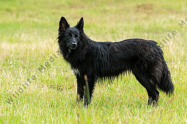 Altdeutscher Hütehund (Schwarzer)