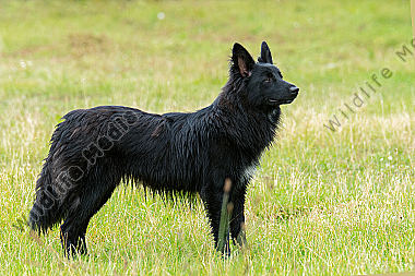 Altdeutscher Hütehund (Schwarzer)