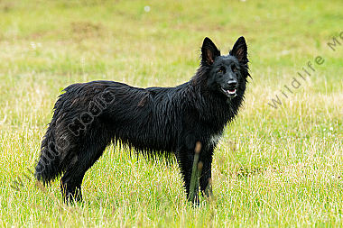 Altdeutscher Hütehund (Schwarzer)