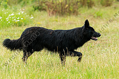 Altdeutscher Hütehund (Schwarzer)