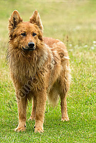Altdeutscher Hütehund (Harzer Fuchs)