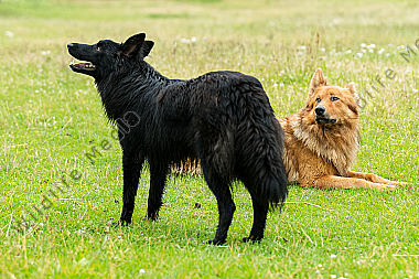 Altdeutscher Hütehunde (Harzer Fuchs und Schwarzer)