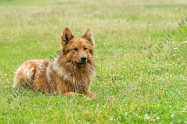 Altdeutscher Hütehund (Harzer Fuchs)
