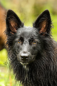 Altdeutscher Hütehund (Schwarzer)