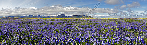 Lupinienfeld bei Vik Panorama
