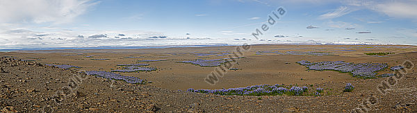 Lupinienfelder bei Asbyrgi Panorama