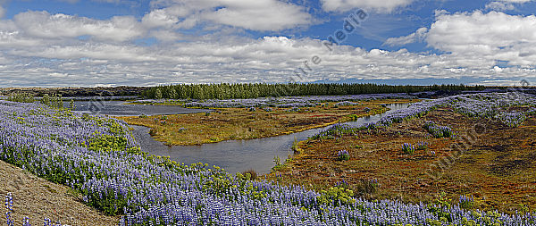 Moorlandschaft in Island