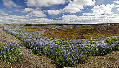 Moorlandschaft in Island