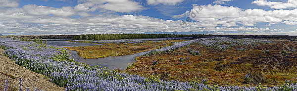 Moorlandschaft in Island