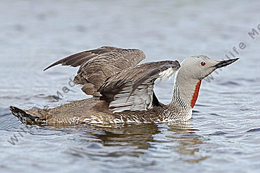 Sterntaucher