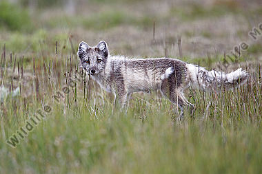 Polarfuchs