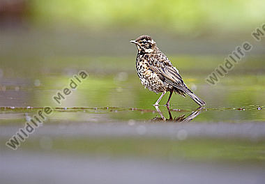 Rotdrossel Jungvogel