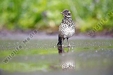 Rotdrossel Jungvogel