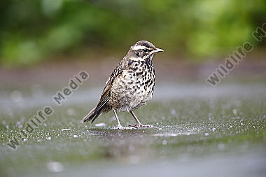 Rotdrossel Jungvogel