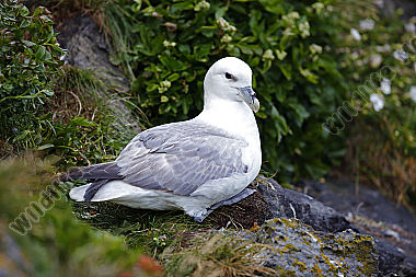 Eissturmvogel