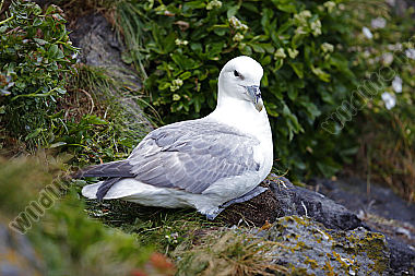 Eissturmvogel
