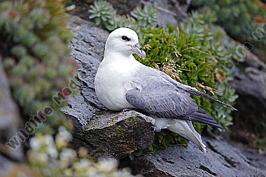 Eissturmvogel