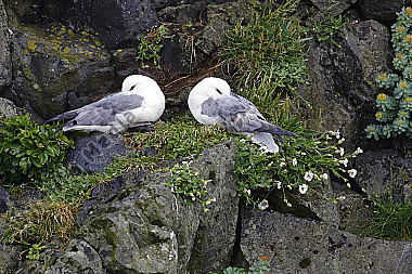 Eissturmvogel