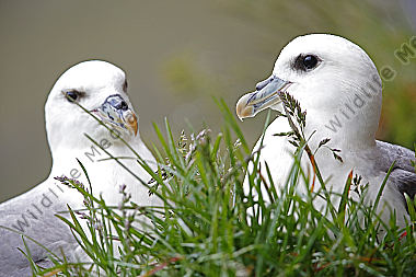 Eissturmvogel