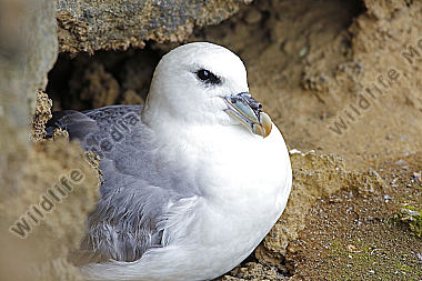 Eissturmvogel