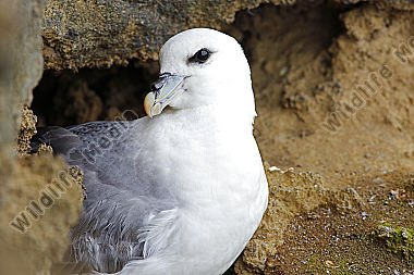Eissturmvogel