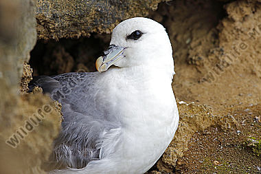 Eissturmvogel