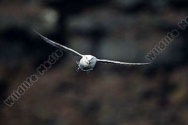 Eissturmvogel
