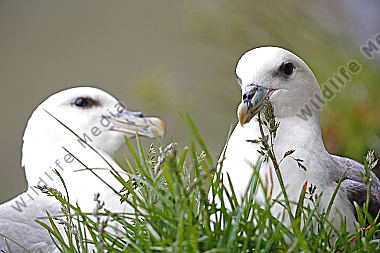 Eissturmvogel