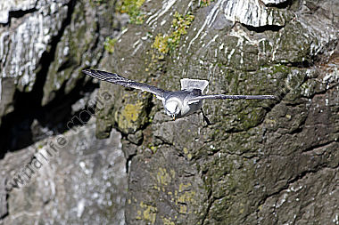 Eissturmvogel