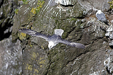 Eissturmvogel