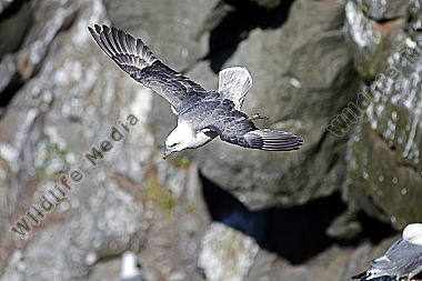 Eissturmvogel