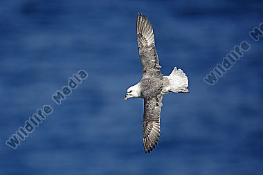 Eissturmvogel