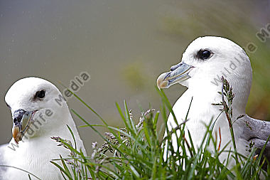 Eissturmvogel