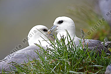Eissturmvogel